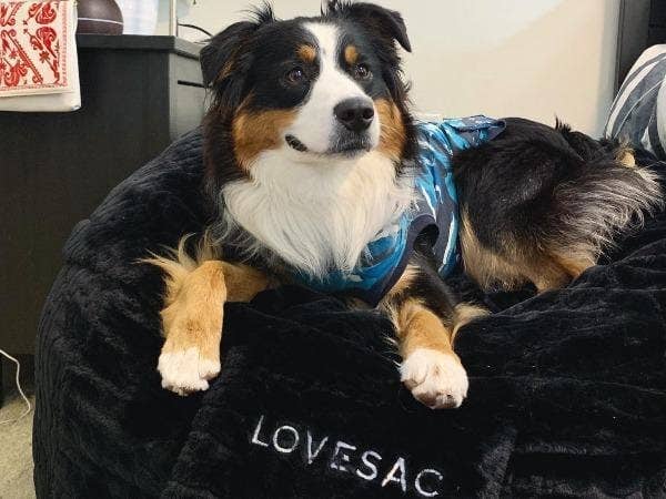 Dog lounging on a Lovesac CitySac bean bag chair.