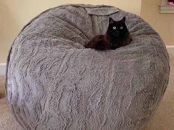 Cat on top of a beanbag