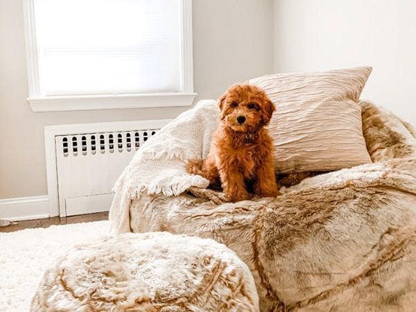 Puppy on top of a beanbag